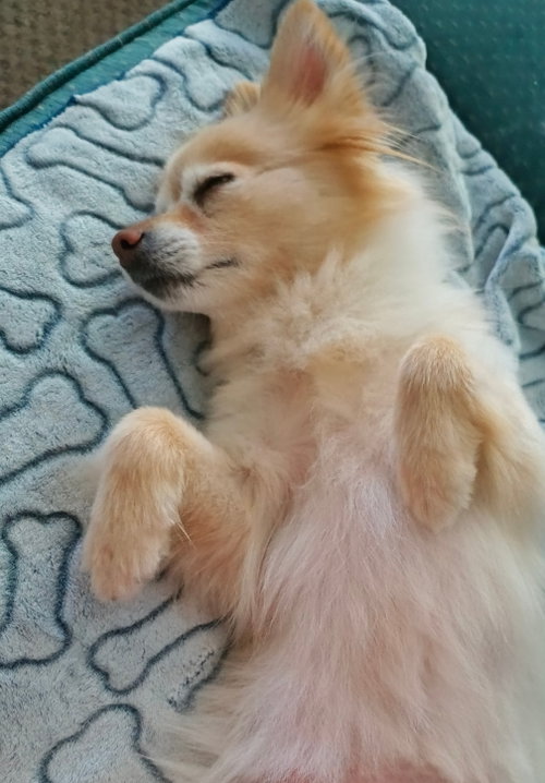 Jager (Jag), photo 2