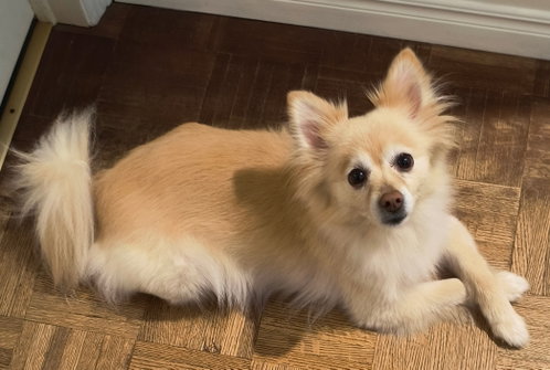 Jager (Jag), photo 3
