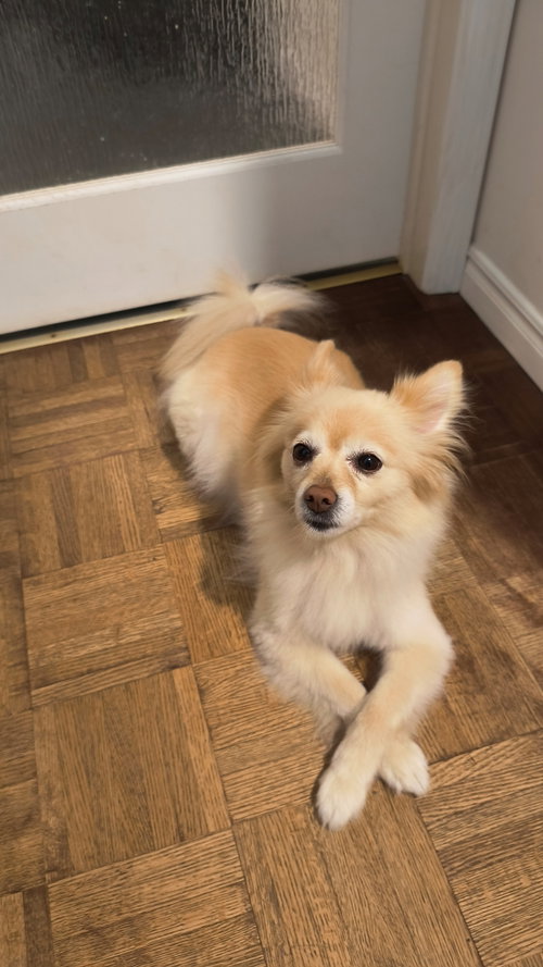 Jager (Jag), photo 4