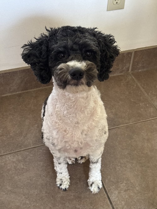 Eevee, an adoptable Cockapoo in Toronto, ON