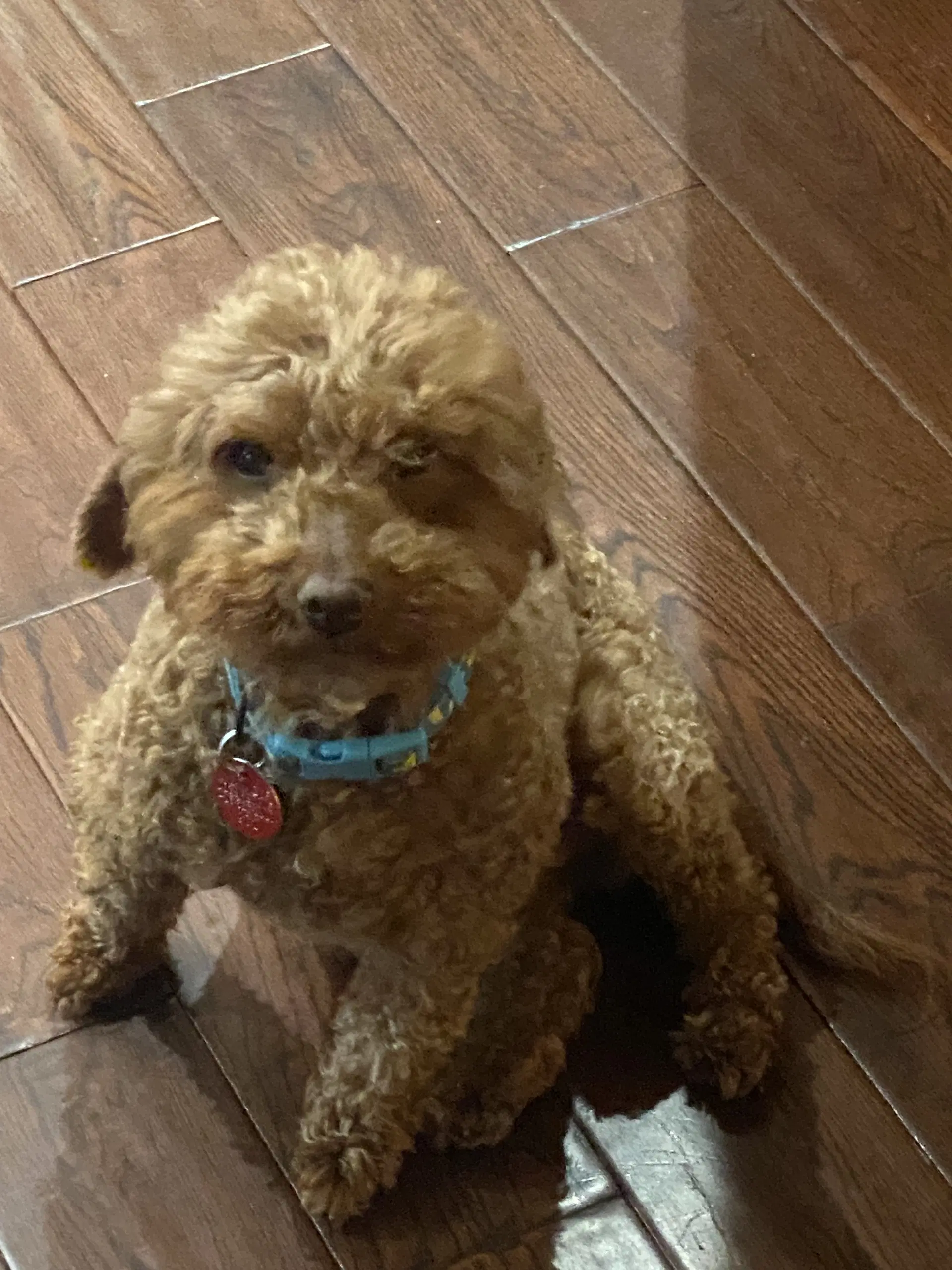 Rose - Poodle (Miniature)