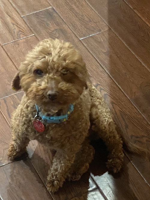 Rose, an adoptable Poodle in Toronto, ON