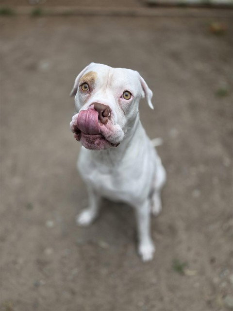 Bronx, an adoptable American Bulldog in Toronto, ON