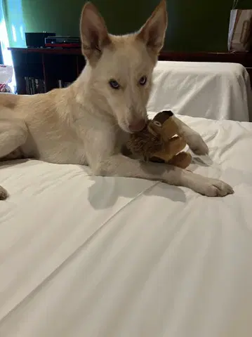 Pipo - Husky
