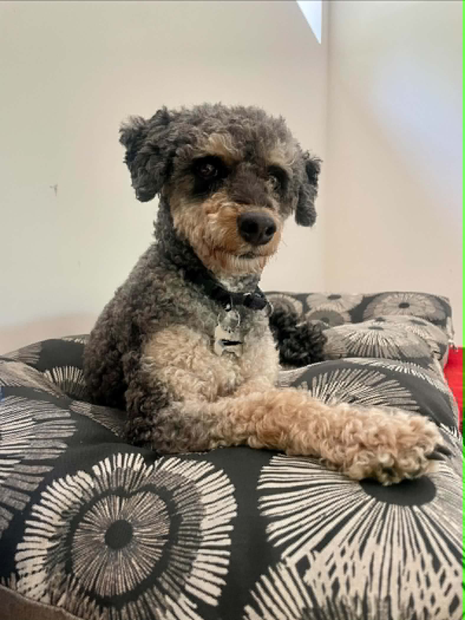 Lola - Poodle (Miniature)