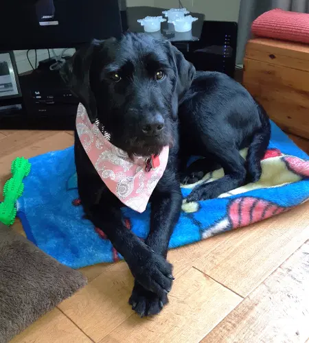 Bear - Labrador Retriever