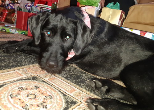 Bear, photo 2