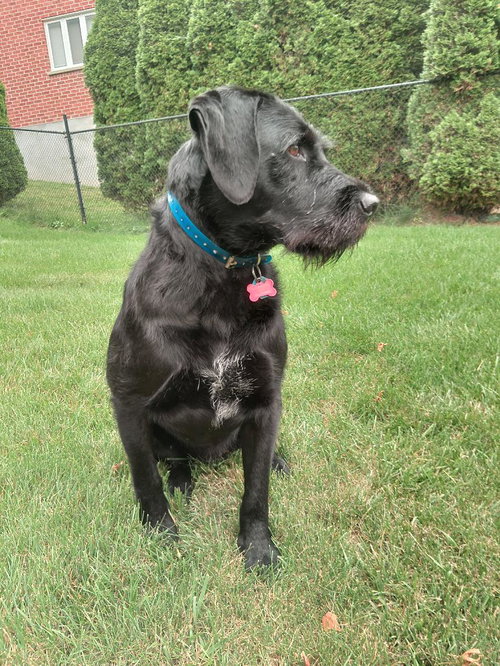 Bear, photo 3