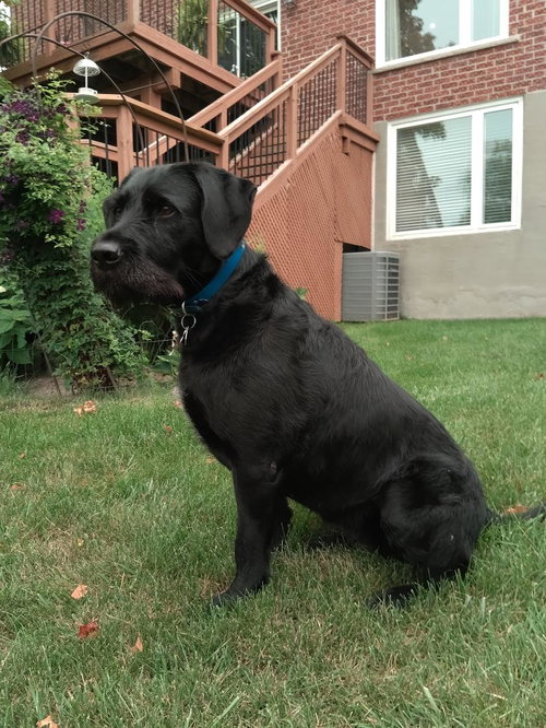 Bear, photo 4