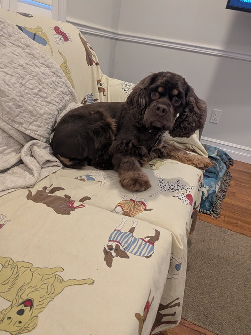 Millie, photo 3