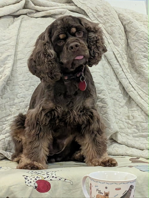 Millie, photo 4