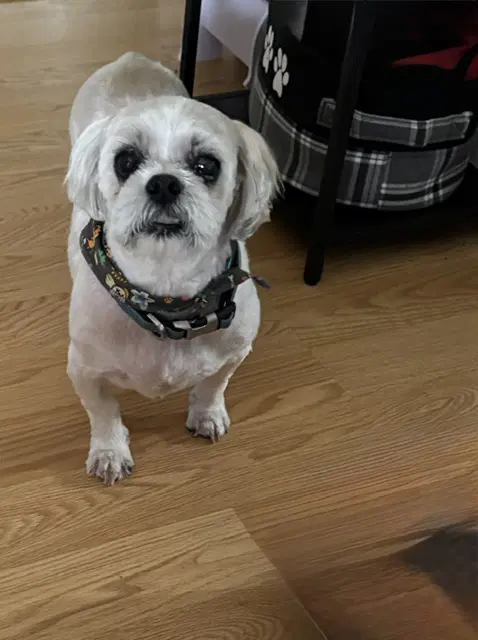 Hilda - Shih Tzu