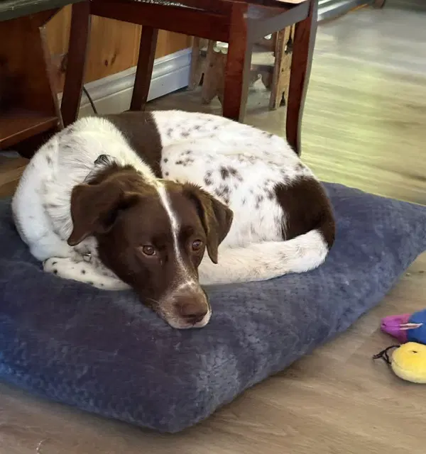 Moose - German Shorthaired Pointer