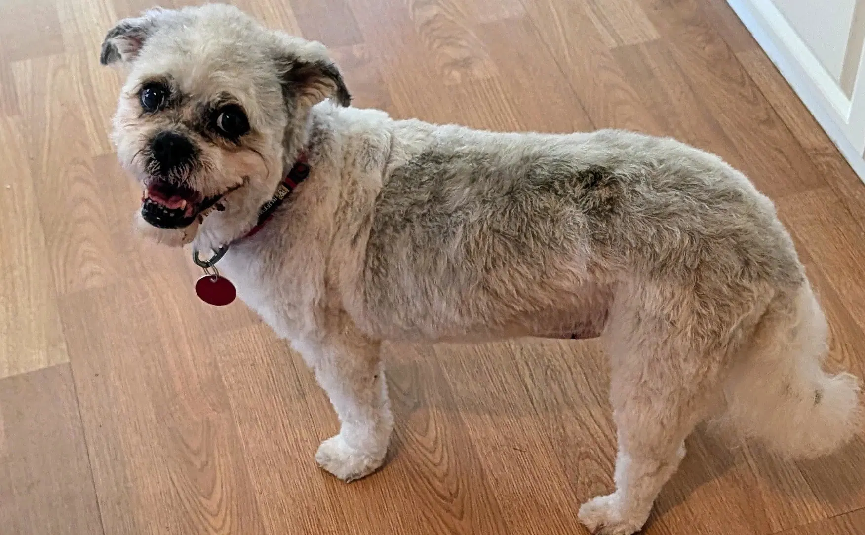 Dina - Poodle (Miniature)