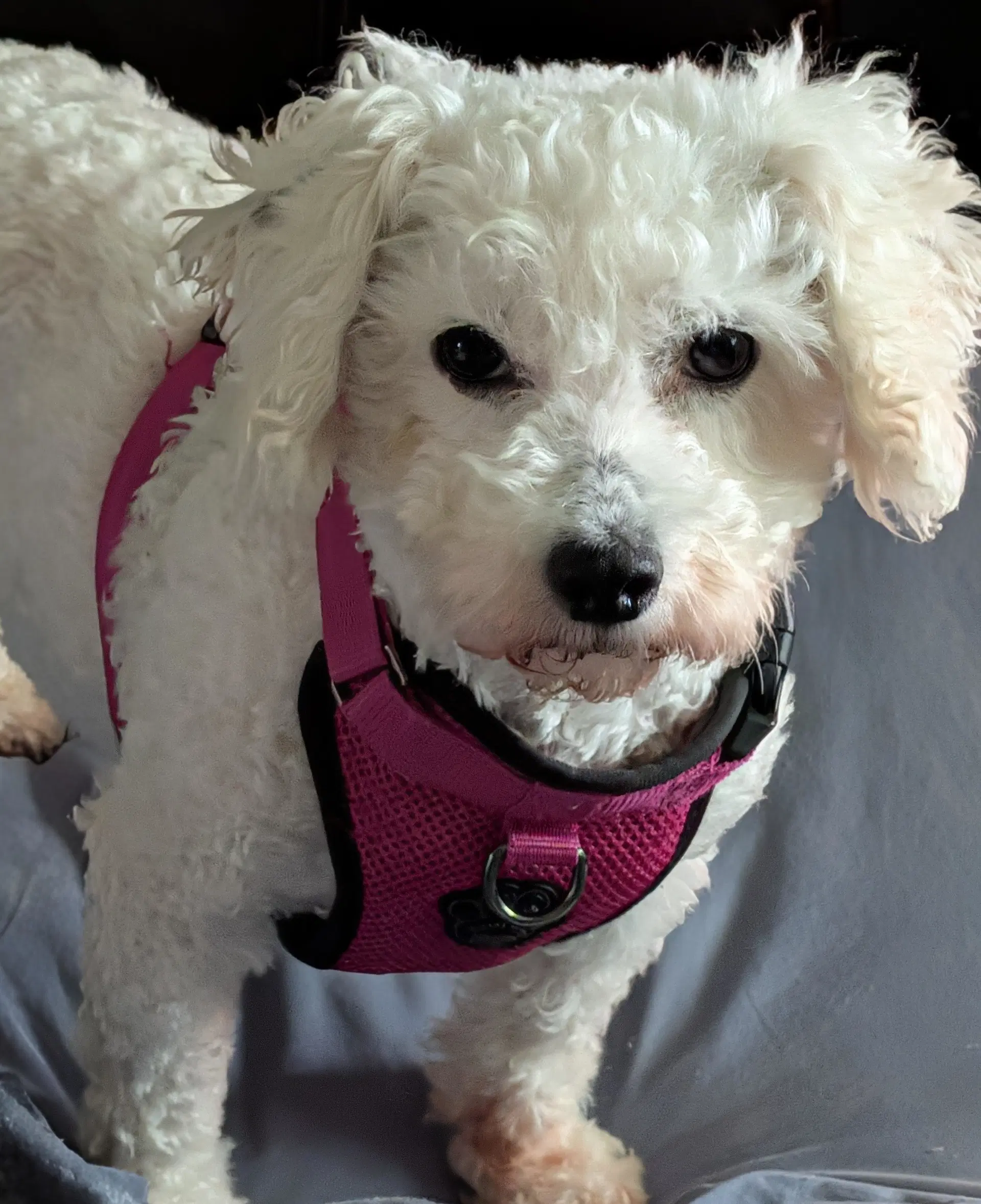 Maggie image 1