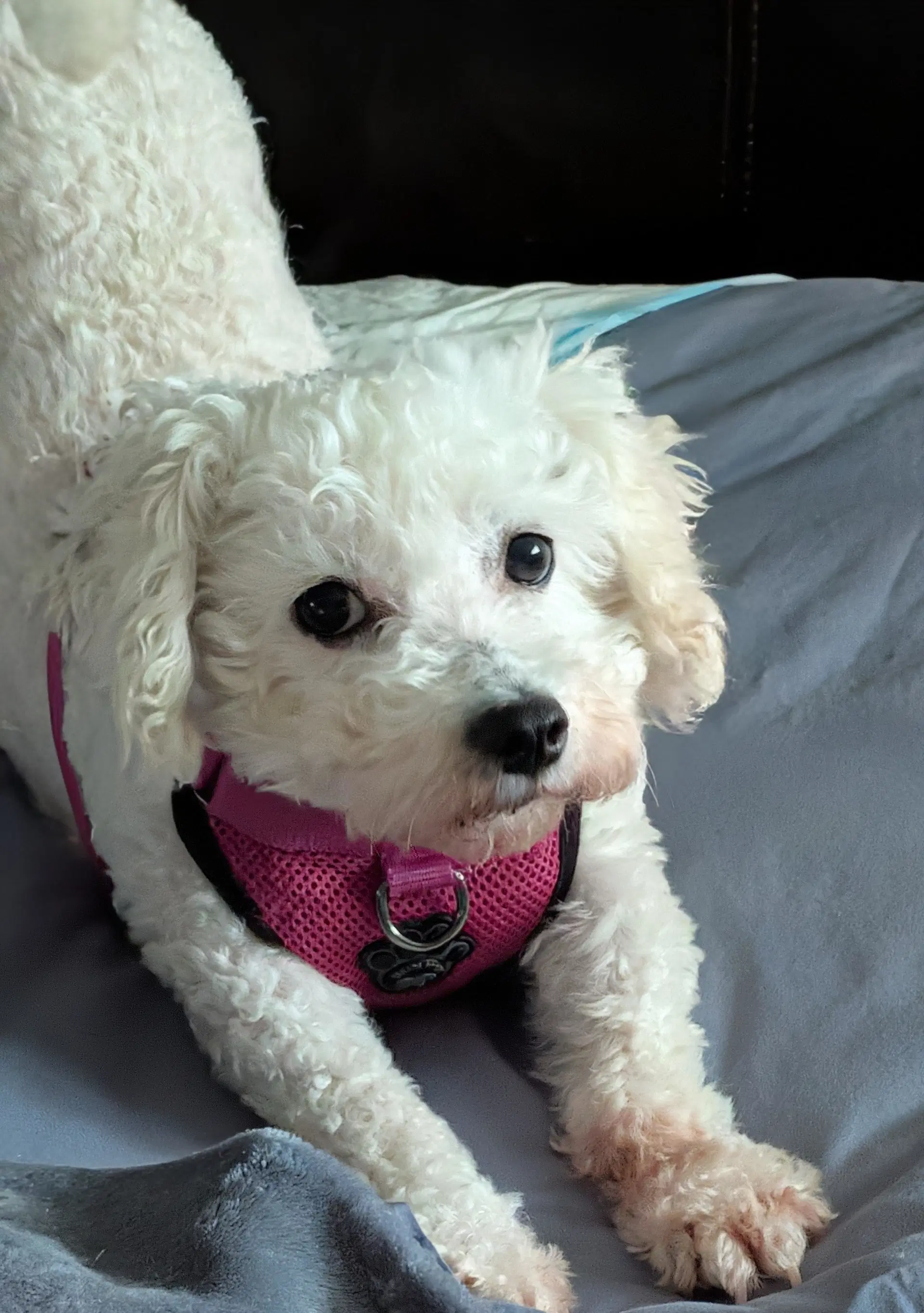 Maggie image 2