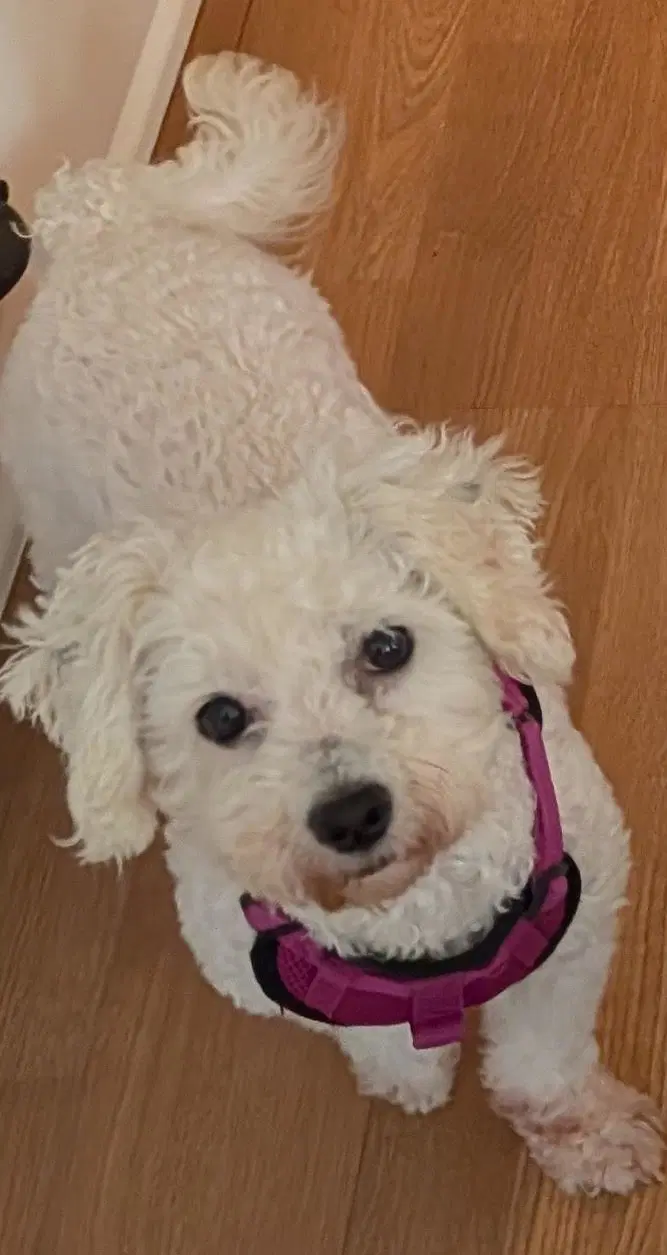 Maggie image 3