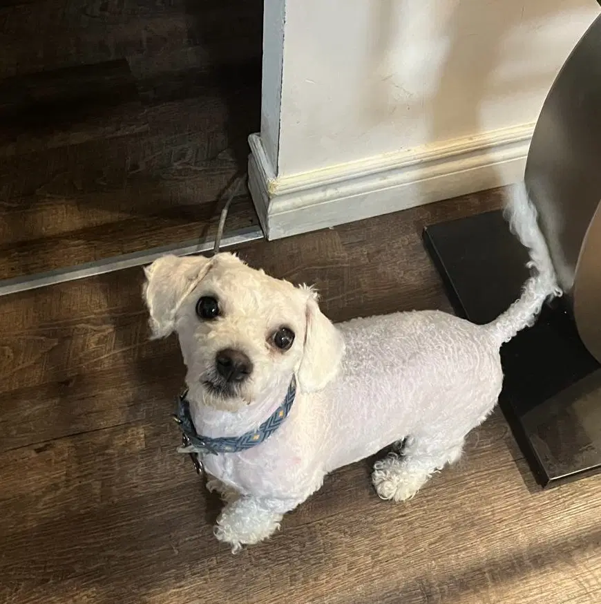 Mayo - Bichon Frise