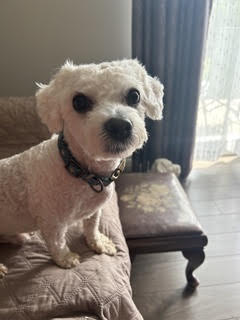 Mayo, Bichon Frise
