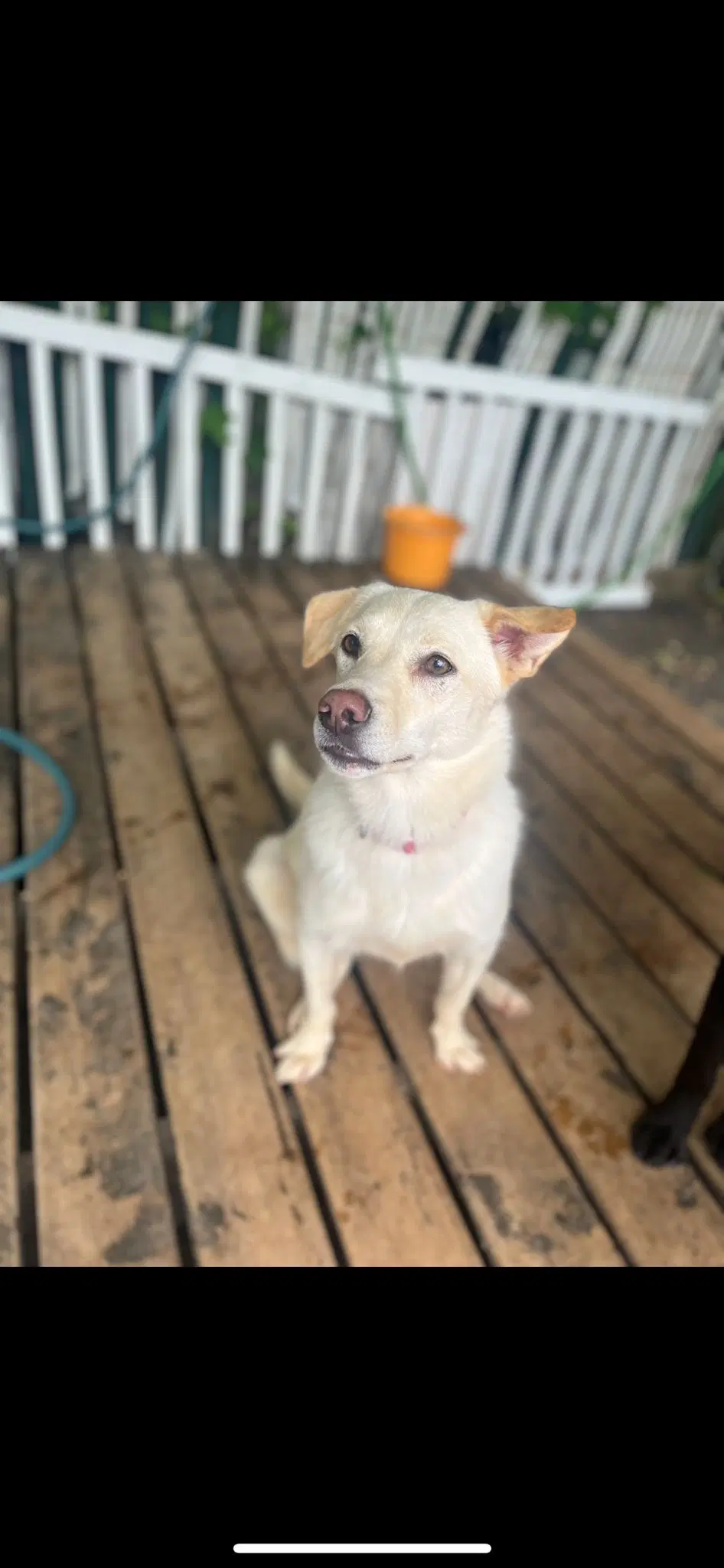Honey - Husky