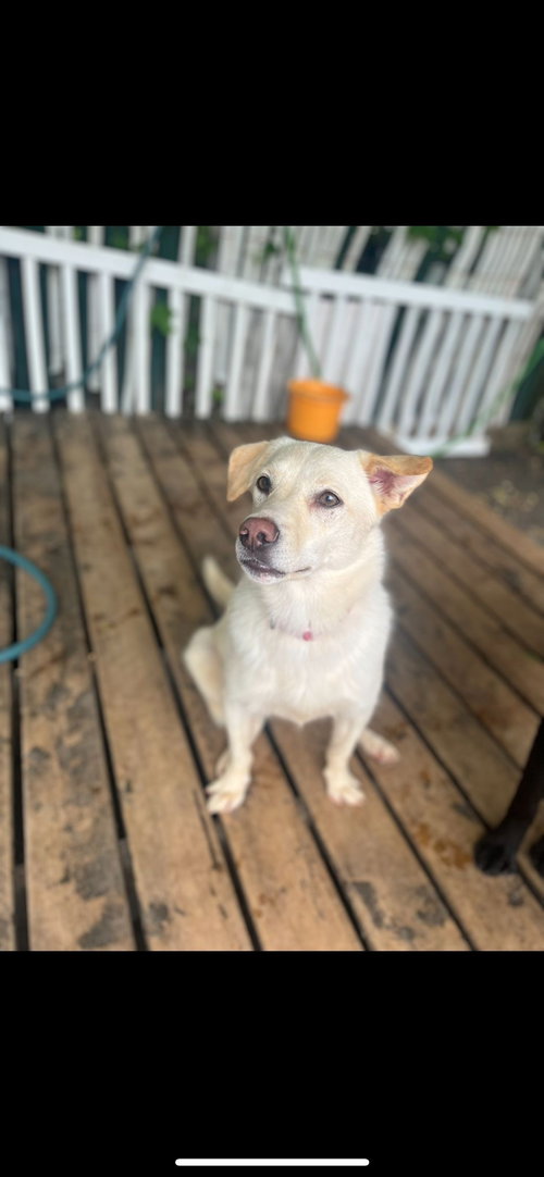 Honey, a dog for adoption from Speaking of Dogs Rescue