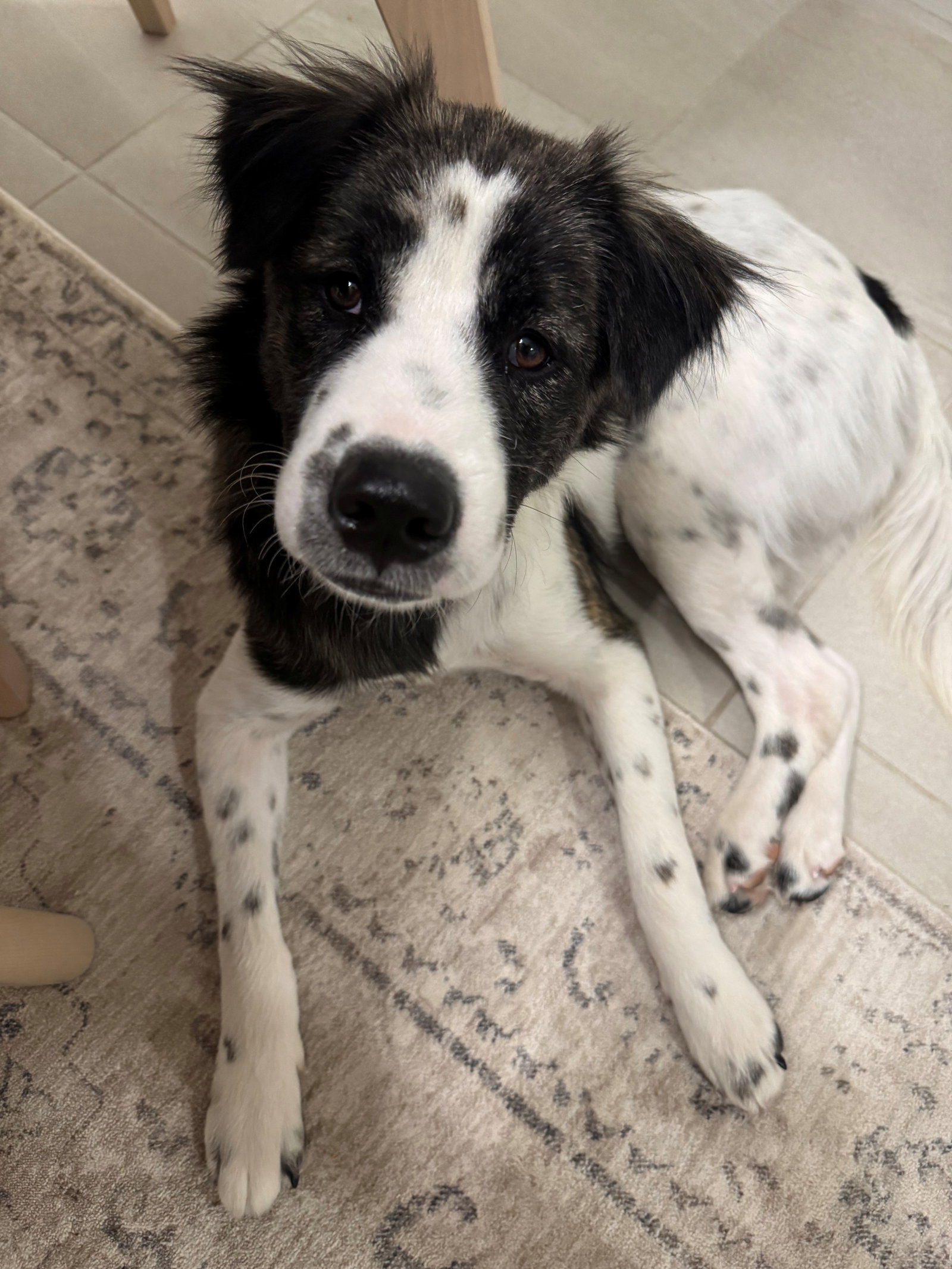 Charlie, Mixed Breed
