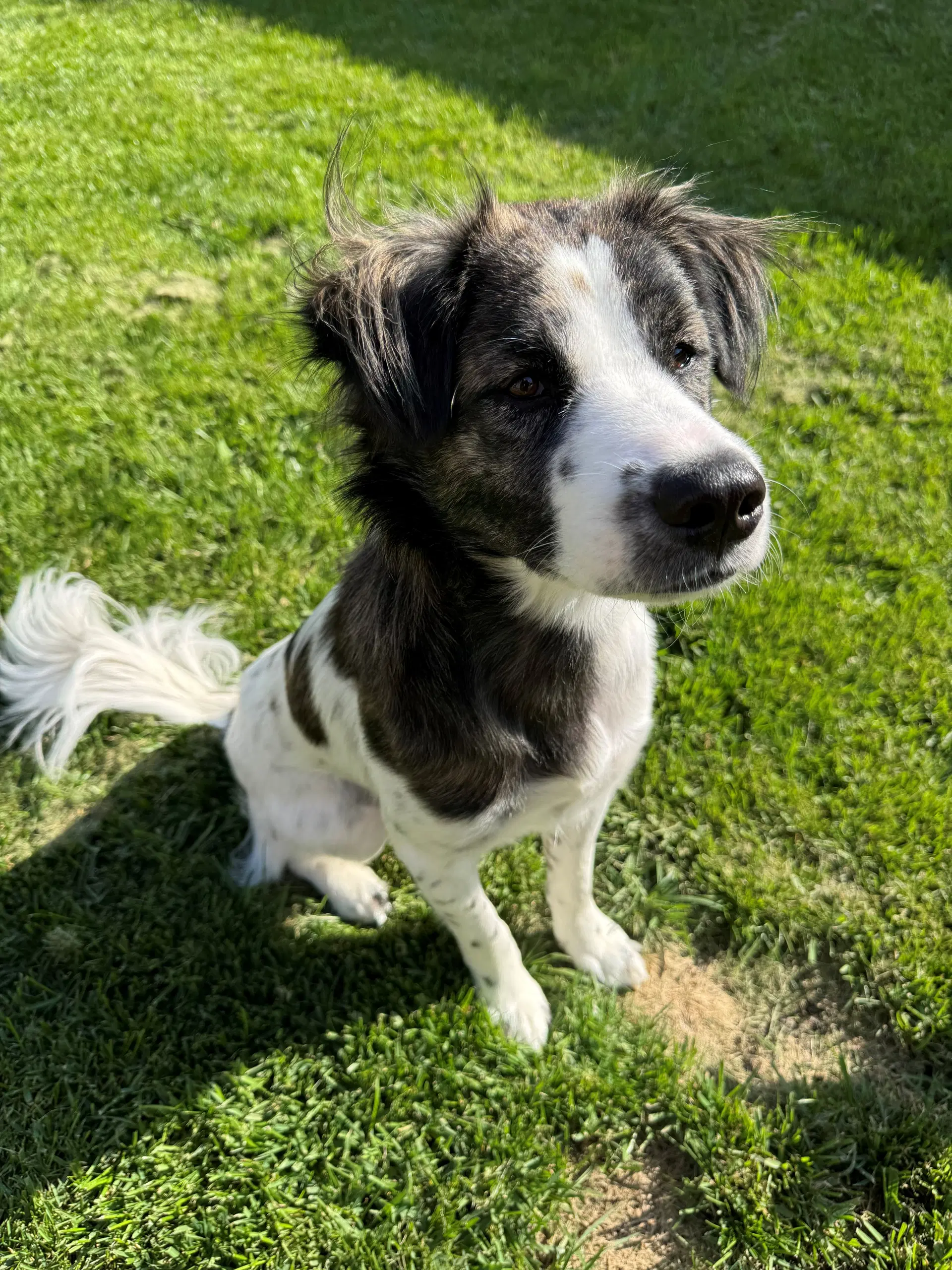 Charlie image 2