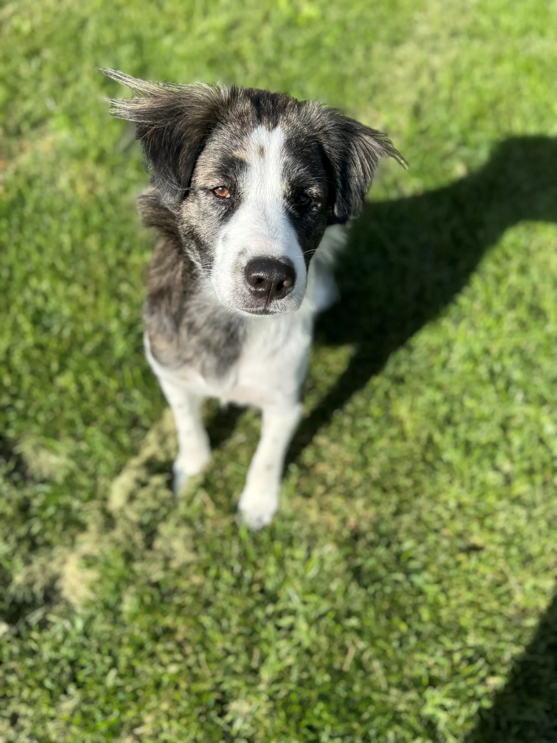 Charlie image 3