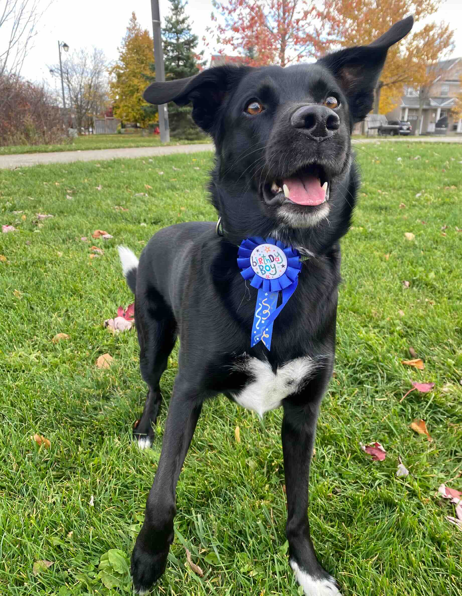 Finn