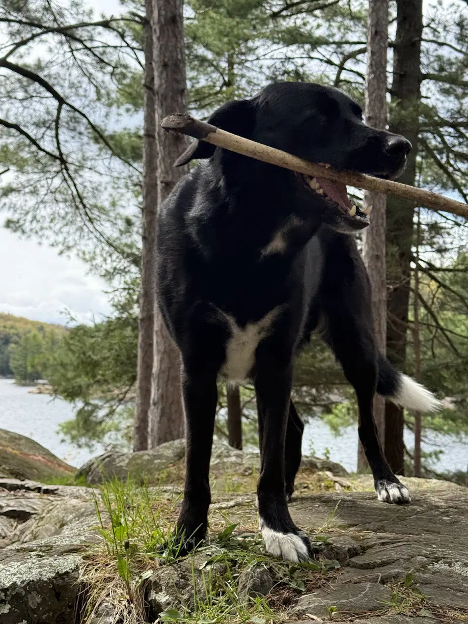 Finn image 3