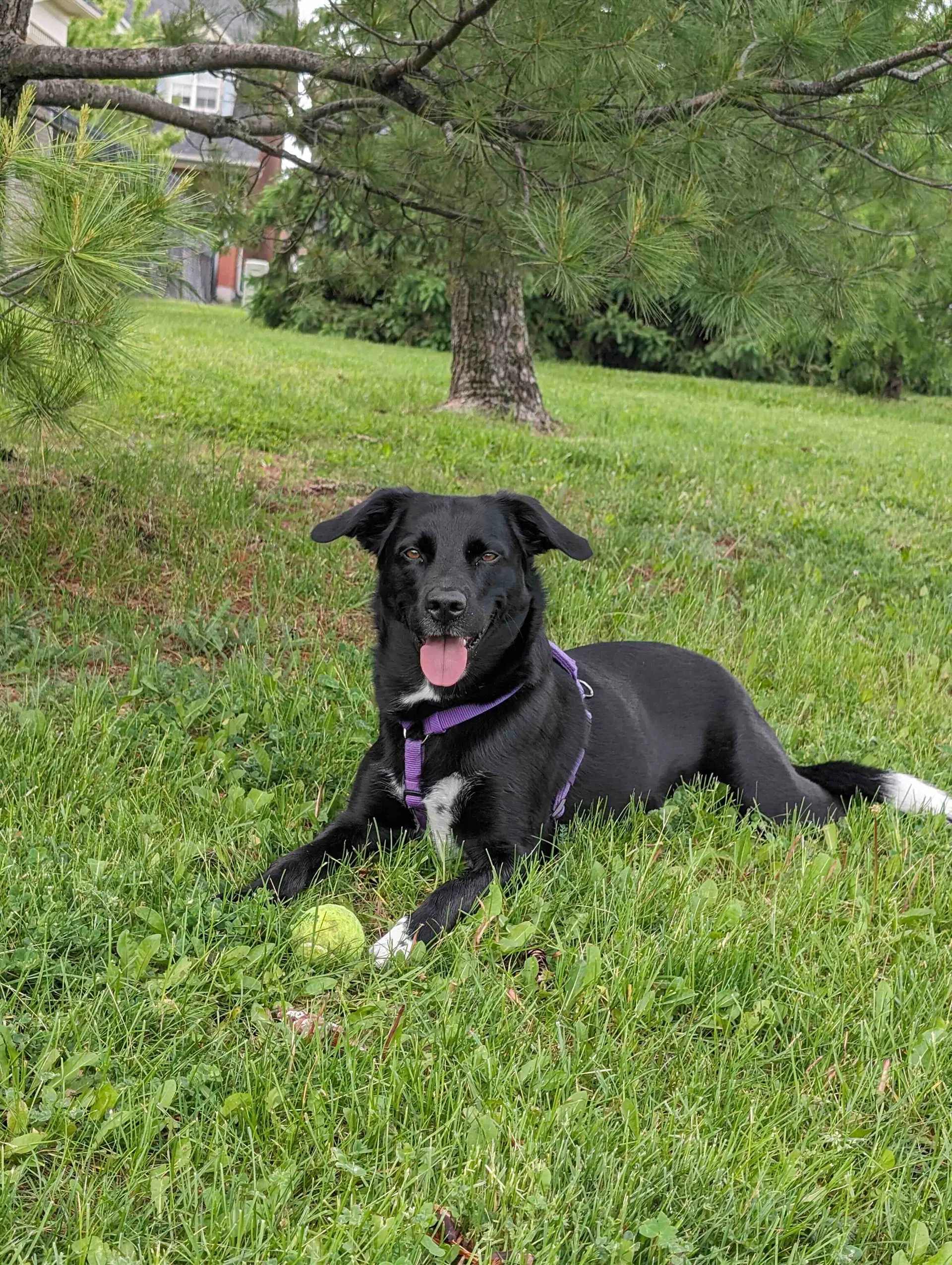 Finn image 2