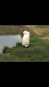 GwenyBear