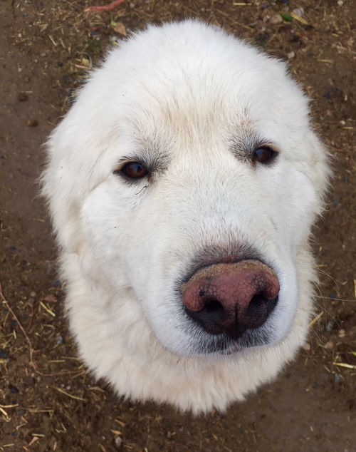 GwenyBear