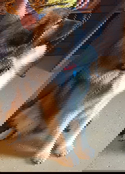 Cocoa