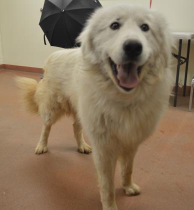 Pyrenean Sheepdog Umbrella Pyrenean Sheepdog Umbrella