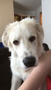 Lily