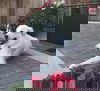 Remi