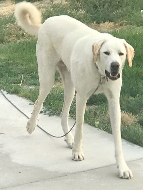 Kona