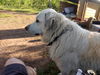 Roxie