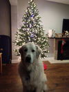 Roxie
