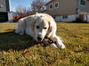 Roxie
