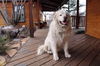 Cooper