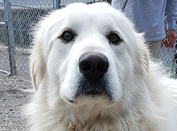 adoptable Dog in Hamilton, MT named Tiny