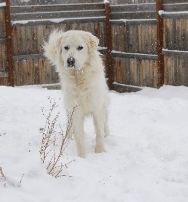 adoptable Dog in Hamilton, MT named Marsha