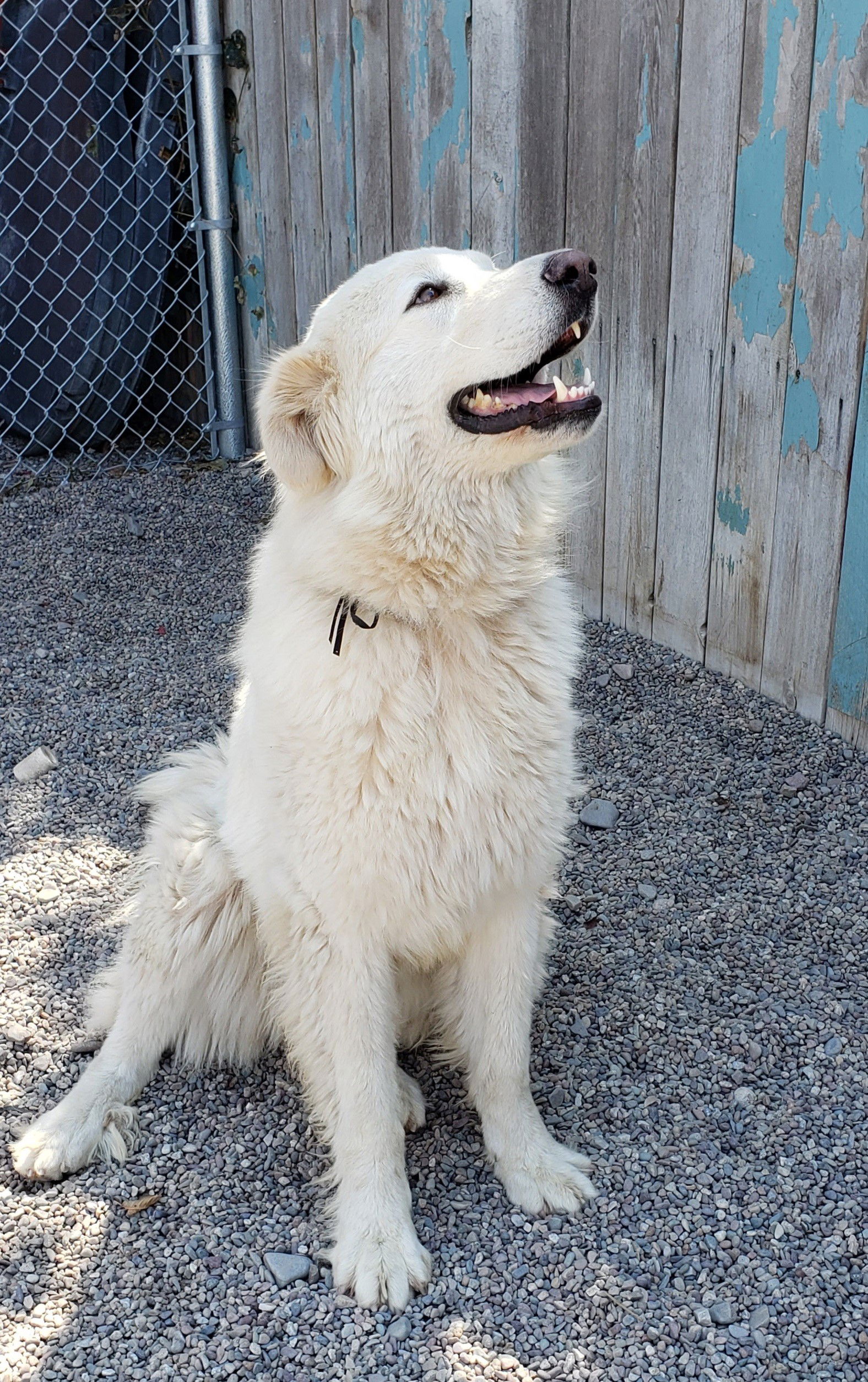 Great pyrenees best sale separation anxiety