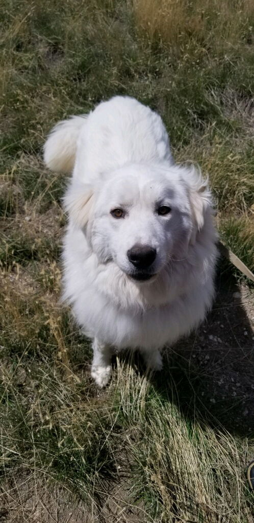 Rosie