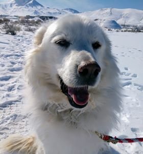 adoptable Dog in Hamilton, MT named Txuri (and Xabi)