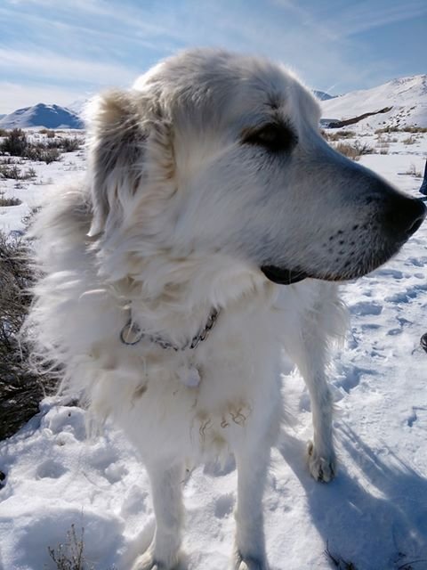 adoptable Dog in Hamilton, MT named Xabi (and Txuri)