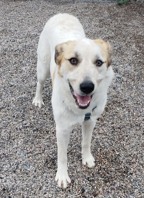 Kona