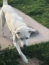 Lucy